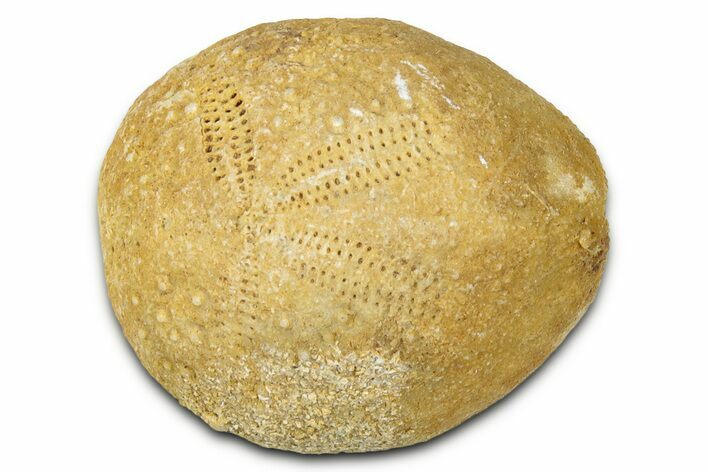 Miocene Echinoid (Euptagus) Fossil - Australia #327229
